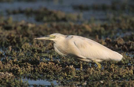 Squacco Heron (Ardeola ralloides) photo image