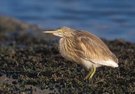 Squacco Heron (Ardeola ralloides) photo image