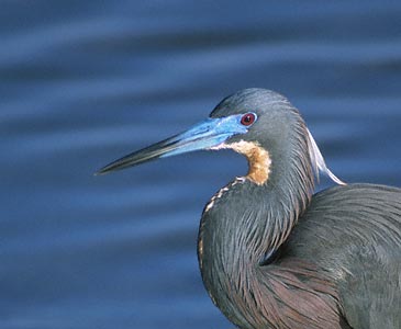Tricolored Heron (Egretta tricolor) photo image