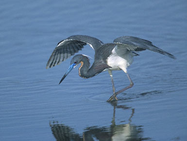 Tricolored Heron (Egretta tricolor) photo image