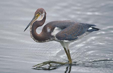 Tricolored Heron (Egretta tricolor) photo image