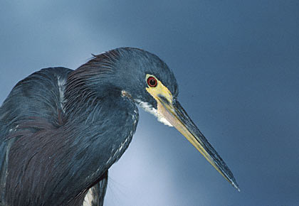 Tricolored Heron (Egretta tricolor) photo image