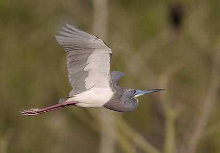 Tricolored Heron (Egretta tricolor) photo image