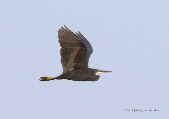 Western Reef Heron (Egretta gularis) photo image