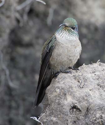 Ecuadorian Hillstar (Oreotrochilus chimborazo) photo image