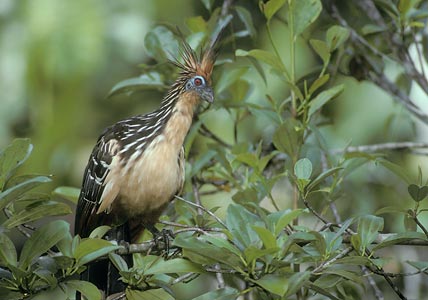 Hoatzin (Opisthocomus hoazin) photo image