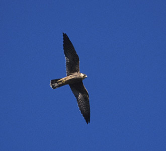 Eurasian Hobby (Falco subbuteo) photo image