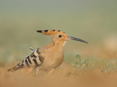 Eurasian Hoopoe (Upupa epops) photo