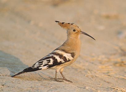 Eurasian Hoopoe (Upupa epops) photo image