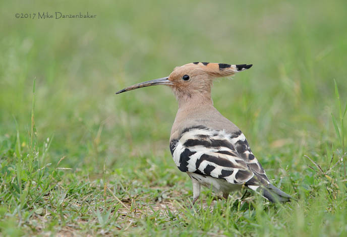 Eurasian Hoopoe (Upupa epops) photo image