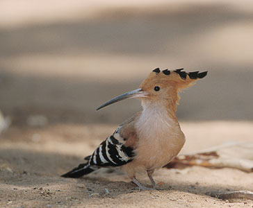 Madagascar Hoopoe (Upupa marginata) photo image