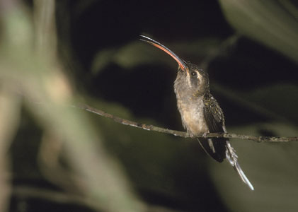 Great-billed Hermit (Phaethornis malaris) photo image