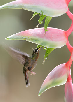 Rufous-breasted Hermit (Glaucis hirsutus) photo