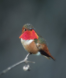 Allen's Hummingbird (Selasphorus sasin) photo image