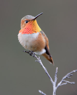 Allen's Hummingbird (Selasphorus sasin) photo image