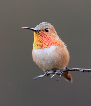 Allen's Hummingbird (Selasphorus sasin) photo image