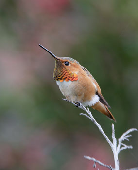 Allen's Hummingbird (Selasphorus sasin) photo image
