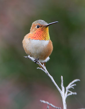 Allen's Hummingbird (Selasphorus sasin) photo image