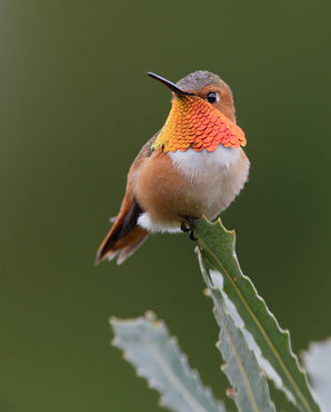 Allen's Hummingbird (Selasphorus sasin) photo image