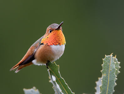Allen's Hummingbird (Selasphorus sasin) photo image