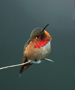Allen's Hummingbird (Selasphorus sasin) photo image