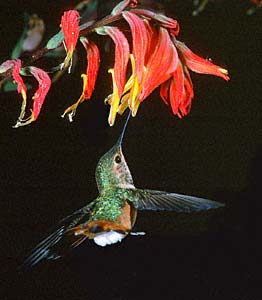 Allen's Hummingbird (Selasphorus sasin) photo image