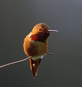 Allen's Hummingbird (Selasphorus sasin) photo image