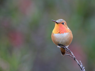 Allen's Hummingbird (Selasphorus sasin) photo image