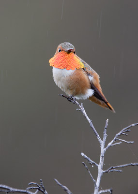 Allen's Hummingbird (Selasphorus sasin) photo image