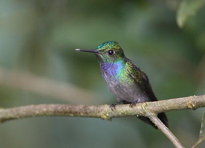 Blue-chested Hummingbird (Amazilia amabilis) photo image