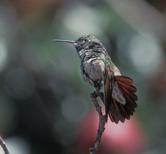 Berylline Hummingbird (Amazilia beryllina) photo image