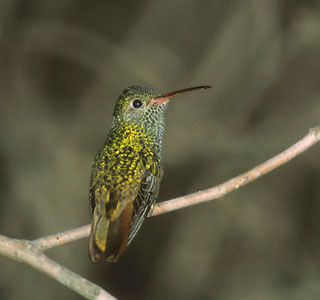 Buff-bellied Hummingbird (Amazilia yucatanensis) photo image