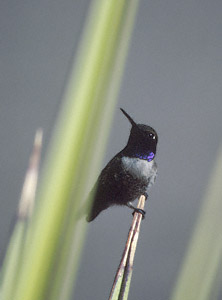 Black-chinned Hummingbird (Archilochus alexandri) photo image
