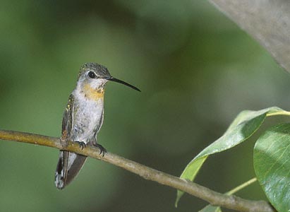 Black-chinned Hummingbird (Archilochus alexandri) photo image