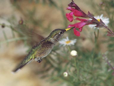 Broad-tailed Hummingbird (Selasphorus platycercus) photo image
