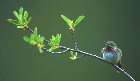 Calliope Hummingbird (Stellula calliope) photo image