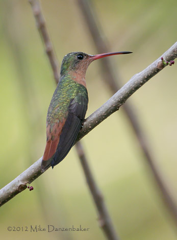 Cinnamon Hummingbird (Amazilia rutila) photo