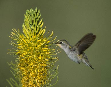 Costa's Hummingbird (Calypte costae) photo image