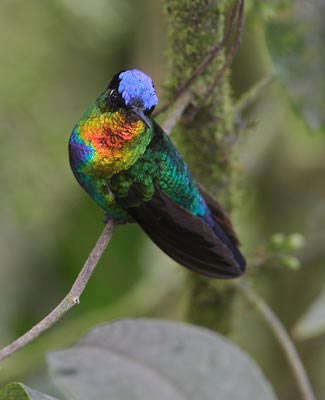Fiery-throated Hummingbird (Panterpe insignis) photo image