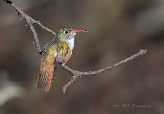 Loja Hummingbird (Amazilia amazilia alticola) photo image