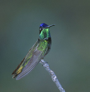Magnificent Hummingbird (Eugenes fulgens) photo image