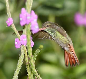 Rufous-tailed Hummingbird (Amazilia tzacatl) photo image