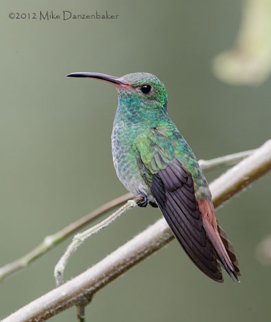 Rufous-tailed Hummingbird (Amazilia tzacatl) photo image