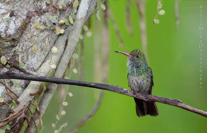 Rufous-tailed Hummingbird (Amazilia tzacatl) photo image