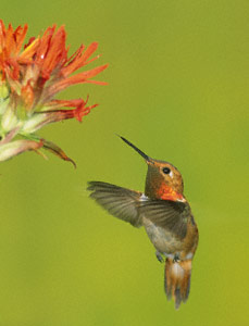 Rufous Hummingbird (Selasphorus rufus) photo image