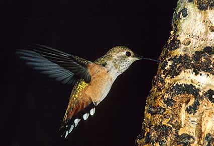 Rufous Hummingbird (Selasphorus rufus) photo image