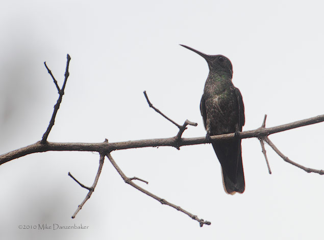 Scaly-breasted Hummingbird (Phaeochroa cuvierii) photo image
