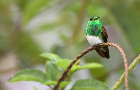 Snowy-bellied Hummingbird (Amazilia edward) photo image