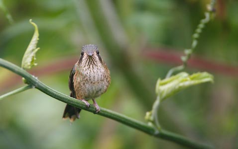 Speckled Hummingbird (Adelomyia melanogenys) photo image