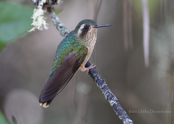 Speckled Hummingbird (Adelomyia melanogenys) photo image
